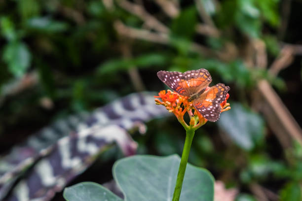 Butterflies and plants living in a greenhouse, Seattle, WA.