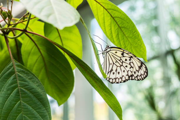 Butterflies and plants living in a greenhouse, Seattle, WA.
