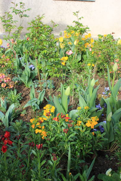 istock Giverny Garden Flowers 1052555908