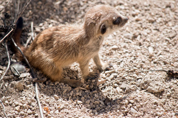 istock kit meerkat baby 1052570782