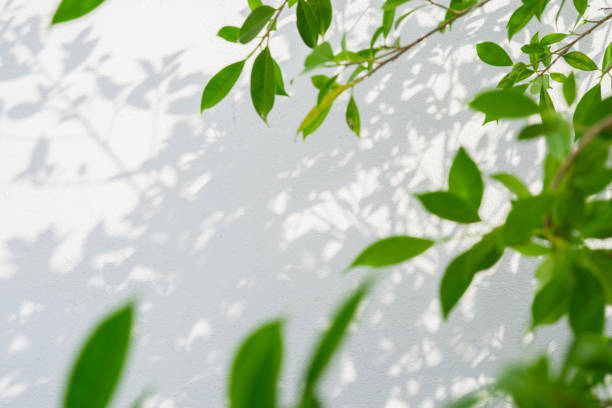 istock abstract background of shadows leaf on a white wall. 1052620990