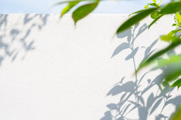 istock abstract background of shadows leaf on a white wall. 1052621010