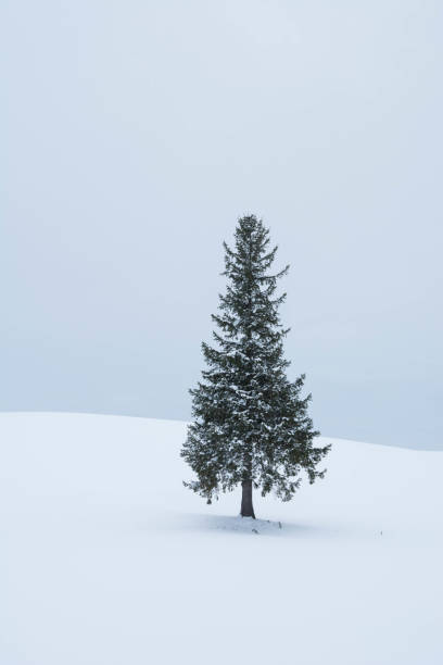 istock Pine trees on the snowy field in Biei 1052666436