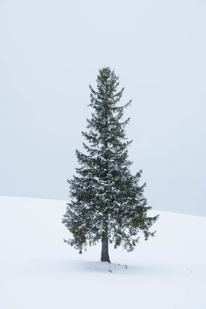 istock Pine trees on the snowy field in Biei 1052666458