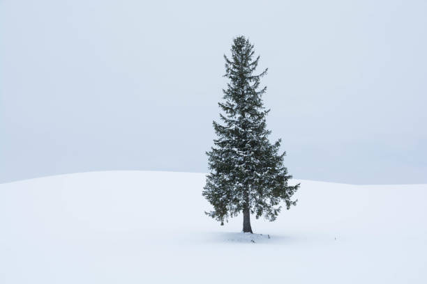 Pine trees on the snowy field in Biei It's "A Tree of a Christmas Tree" in winter Biei Hokkaido Japan snowfield stock pictures, royalty-free photos & images