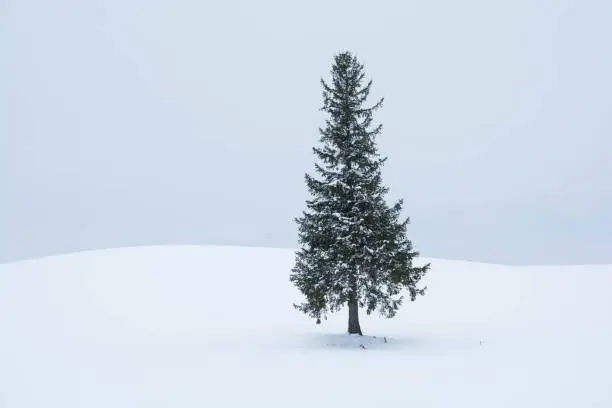 It's "A Tree of a Christmas Tree" in winter Biei Hokkaido Japan
