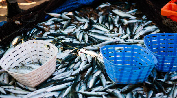 istock Fishermen collect the catch on the beach 1052698062
