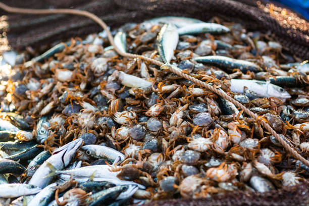 istock Fishermen collect the catch on the beach 1052698190