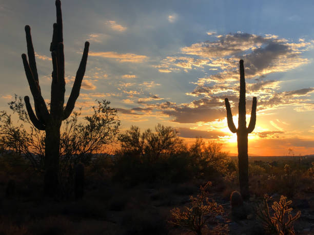 istock Sunset in Scottsdale, Arizona, Saguaro Cactus tree silhouetted bu glowing setting sun. 1052714584