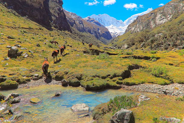 A remote mountainous  landscape wth sheep along the famous Inca trail, a 4 day and 40km hike that leads to the famed ruins and archaeological site of Machu Picchu. The trail was built by the Incas hundreds of years ago.