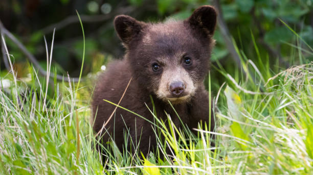 Black bear cub stock photo