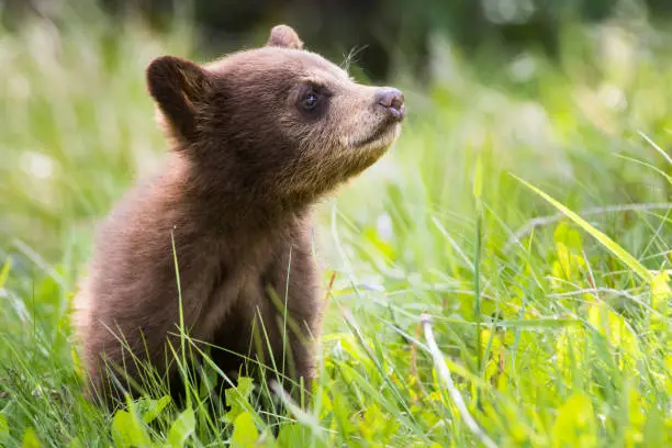 Black bear cub in the wild