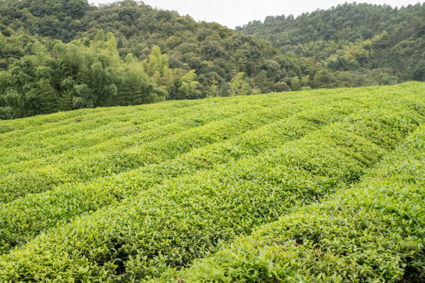 istock Terrace fields of tea plant 1052768604
