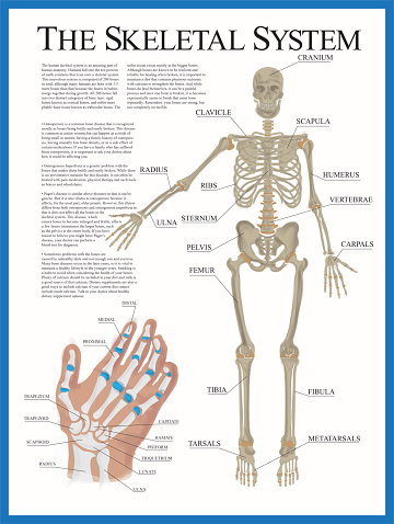 Human skeletal system poster containing detailed information about the skeletal structure. The poster contains a detailed illustration of the human hand.