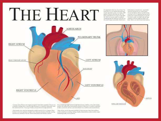 illustrazioni stock, clip art, cartoni animati e icone di tendenza di poster del cuore - human heart pulse trace heart valve cardiac conduction system