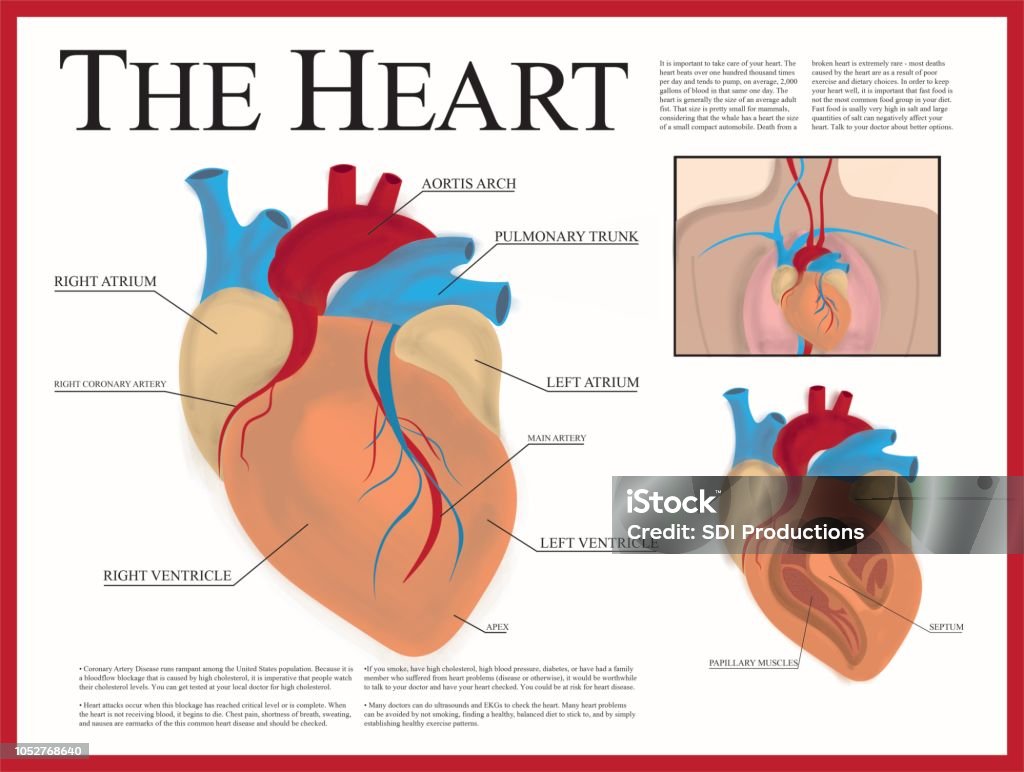 Heart Poster Heart anatomical poster containing detailed information about the human heart. REVIEWER: PLEASE SEE THE BATCH NOTE. Poster stock illustration