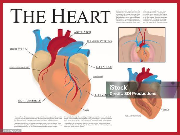 Heart Poster Stock Illustration - Download Image Now - Poster, Healthcare And Medicine, Anatomy