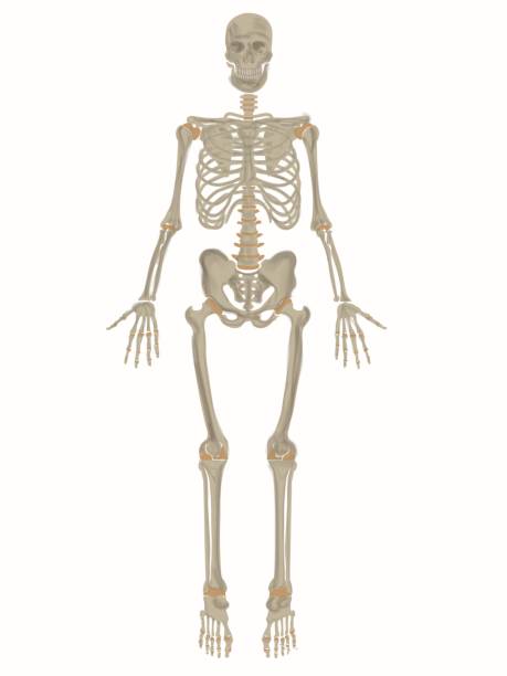Skeletal Poster Poster of complete human skeleton. femur bone anatomy drawing stock illustrations