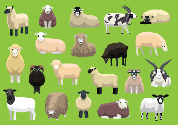 ilustraciones, imágenes clip art, dibujos animados e iconos de stock de personajes de vector de dibujos animados de razas de ovejas varias poses - jacob sheep