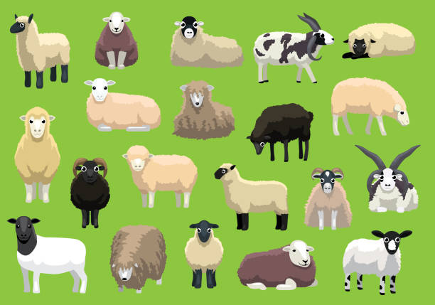 illustrazioni stock, clip art, cartoni animati e icone di tendenza di varie razze di pecore posano personaggi vettoriali dei cartoni animati - swaledale