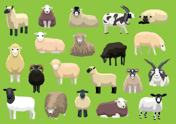 Vector illustration of Various Sheep Breeds Poses Cartoon Vector Characters