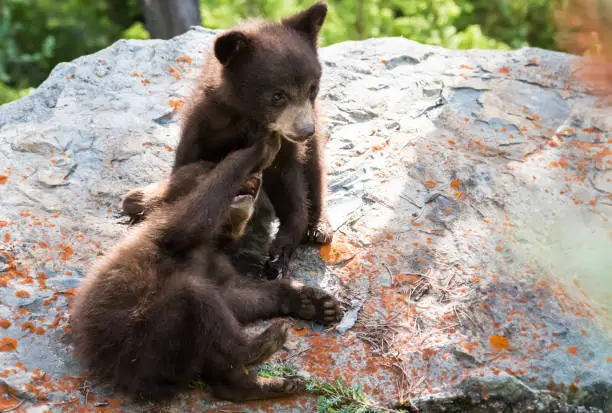 Black bear cubs in the wild playing