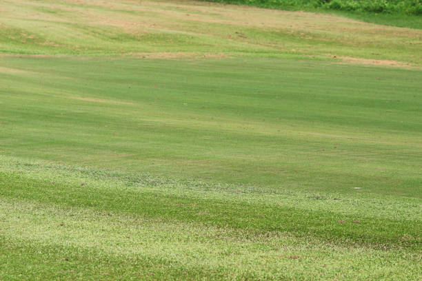 istock Perfect grass golf course field at hk 1052790226