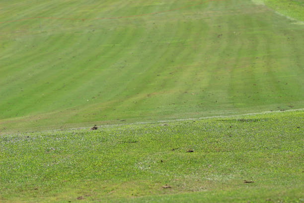 istock Perfect grass golf course field at hk 1052790402
