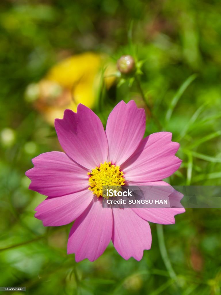 가 코스모스 꽃 풍경 0명에 대한 스톡 사진 및 기타 이미지 - 0명, 10월, 9월 - Istock