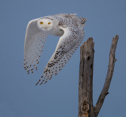 A snowy owl takes off from a tree in the Sax-Zim bog of northeastern Minnesota