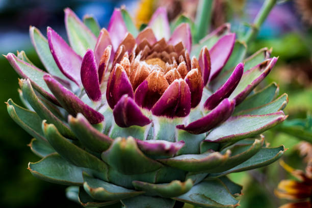 istock Beautiful colored succulent cacti flower with vivid tones 1052805666