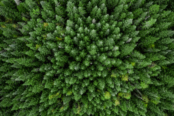 vista aérea de la naturaleza bosque boreal en otoño, quebec, canadá - forest tundra fotografías e imágenes de stock