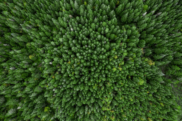 widok z lotu ptaka boreal forest nature w sezonie jesiennym, quebec, kanada - snow valley mountain mountain peak zdjęcia i obrazy z banku zdjęć