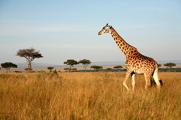 giraffe (kenia) - savanne stock-fotos und bilder