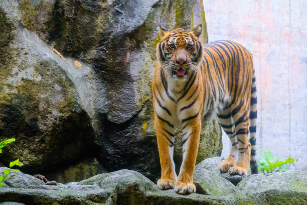 istock The tiger is behind the green branches. (Indochinese tiger) 1052870800