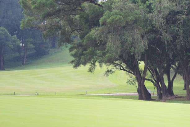 istock a branches and trees. Travel in nature. 1052876178