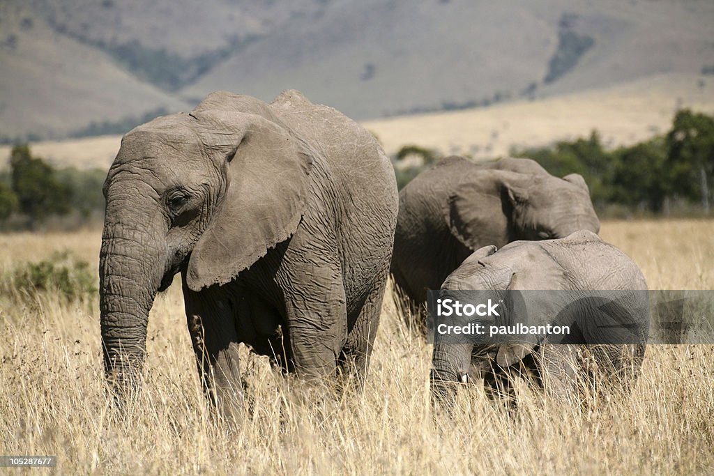 Famiglia Elefante (il Kenya - Foto stock royalty-free di Africa