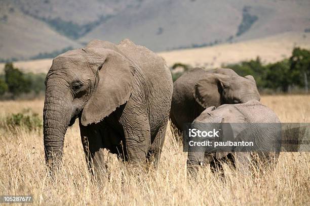 Famiglia Elefante Il Kenya - Fotografie stock e altre immagini di Africa - Africa, Ambientazione esterna, Ambiente