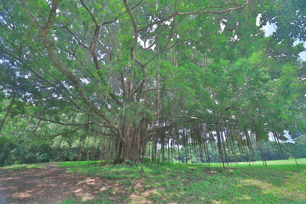 istock a big treee at the gold club 1052876958