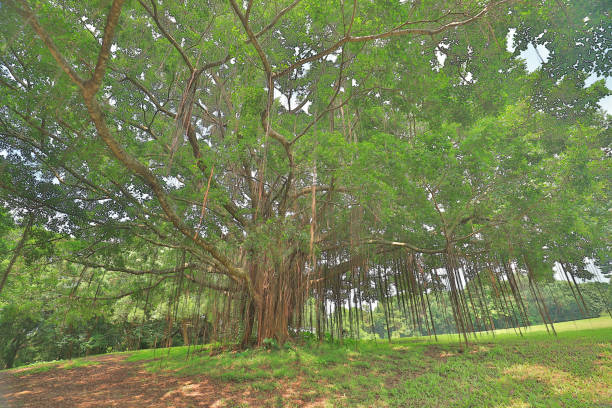 istock a big treee at the gold club 1052877010