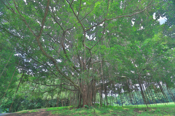 istock a big treee at the gold club 1052877056