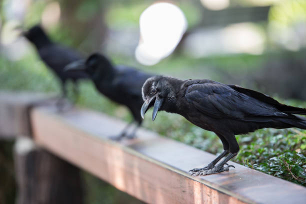 istock crow in the garden on a natural blurred background 1052877868