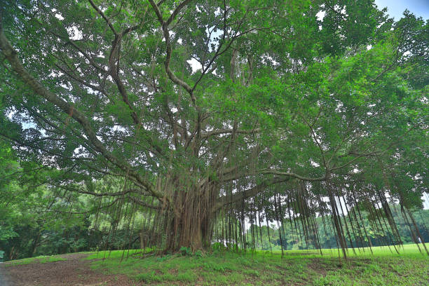 istock a big treee at the gold club 1052878140