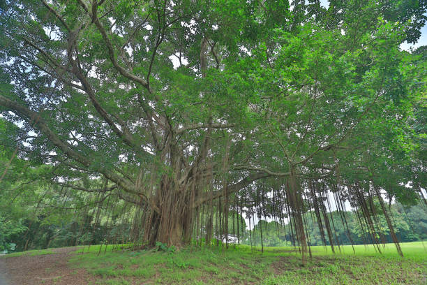 istock a big treee at the gold club 1052878268