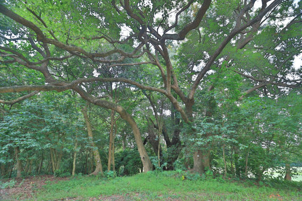 istock a big treee at the gold club 1052879292