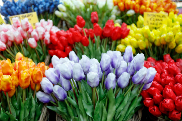 istock Display of Tulips For Sale Amsterdam 1052879572