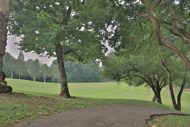 istock a big treee at the gold club 1052879798