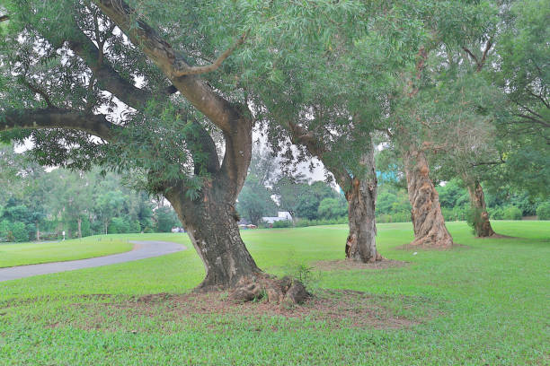 istock a big treee at the gold club 1052879930