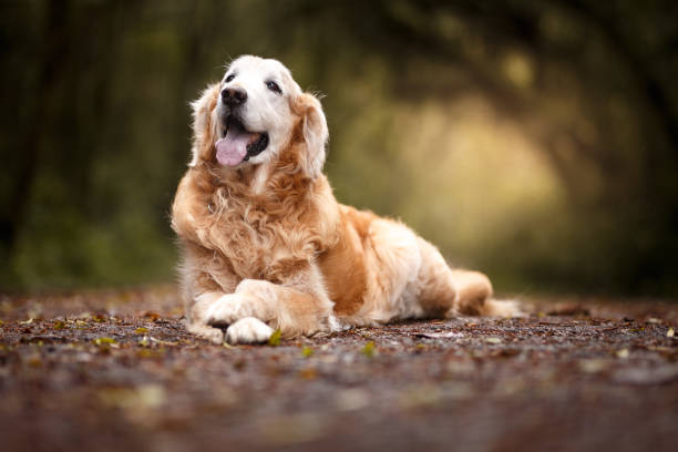 hermoso perro acostado en el bosque - golden retriever fotografías e imágenes de stock