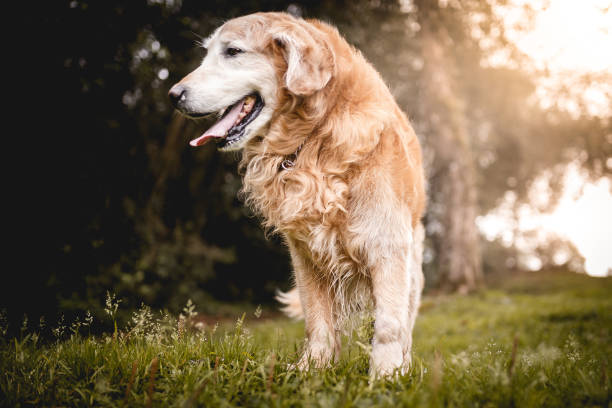 istock Dog nature portrait 1052880660